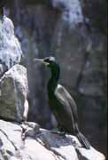 Cormorant