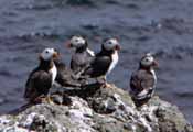 Puffins