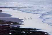 Birds Feeding on Shore